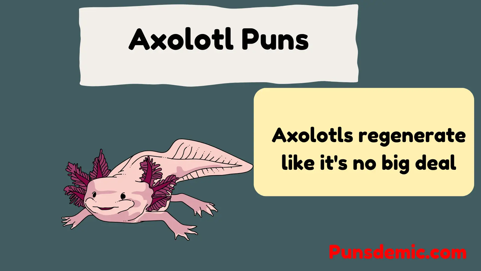 Axolotl