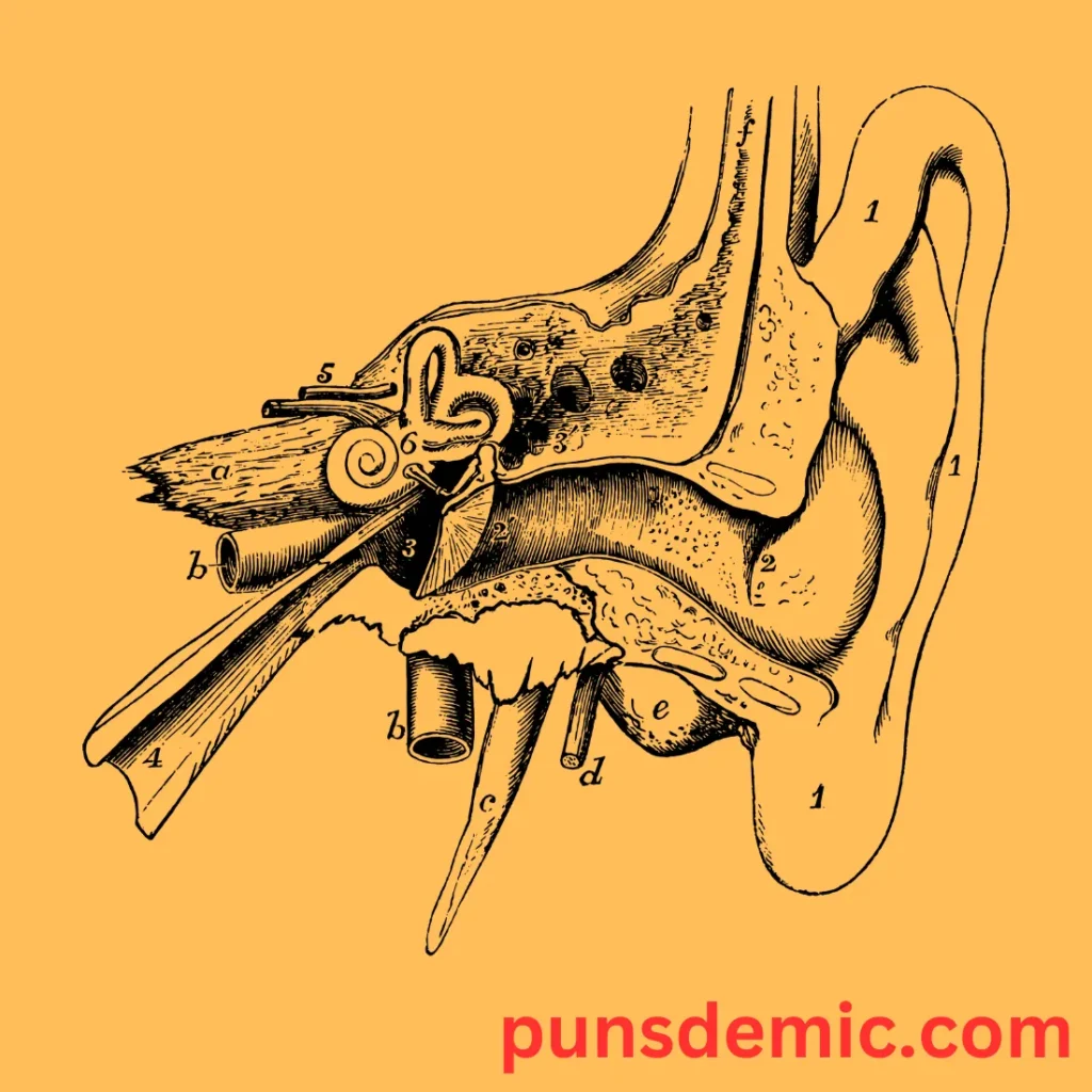 Ear Anatomy Puns 