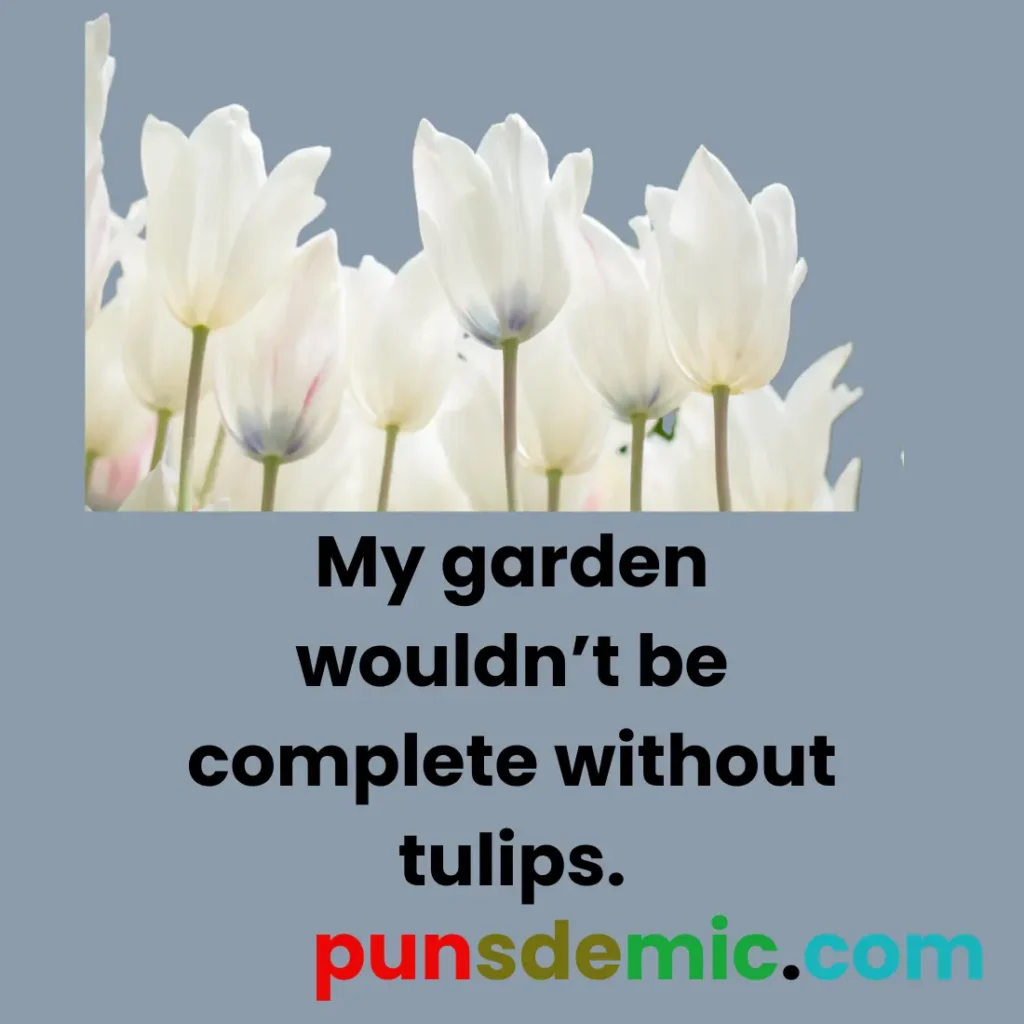 Garden Tulip