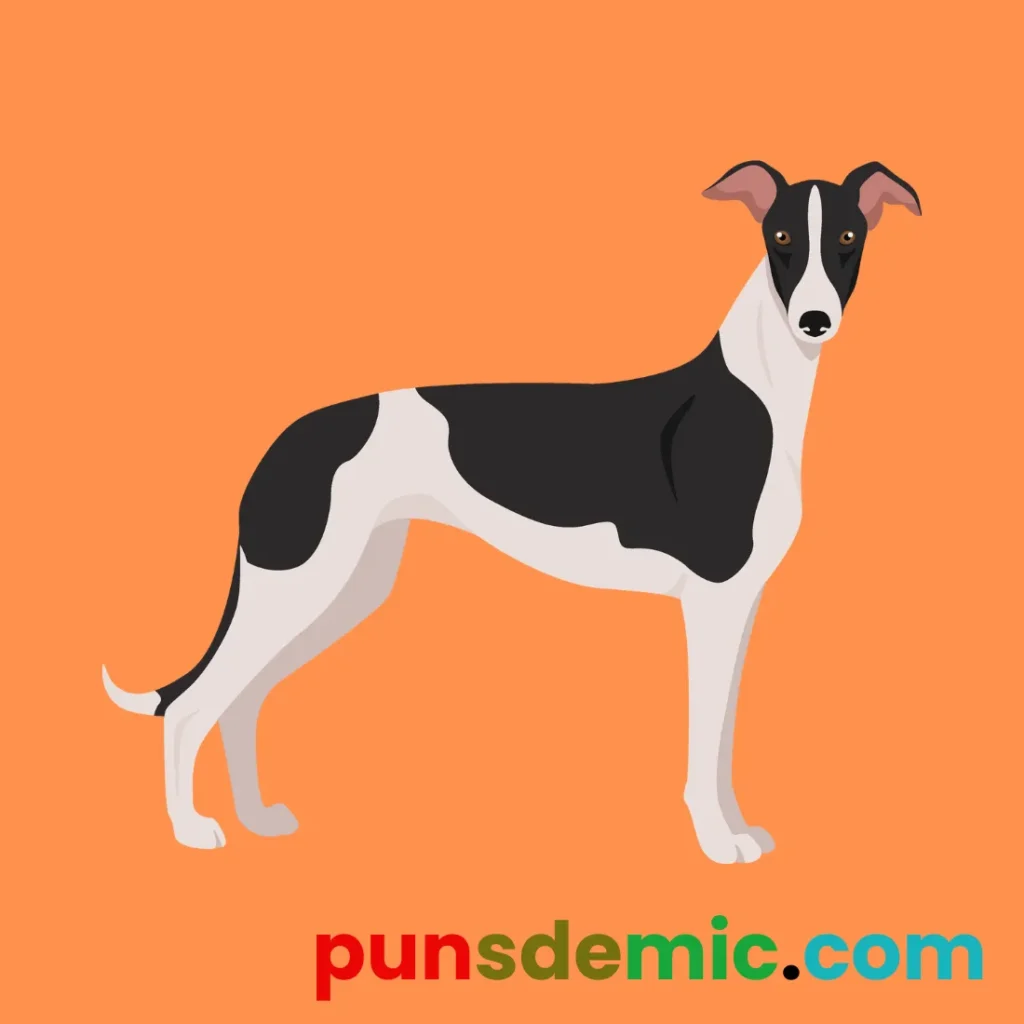  Loving Greyhound Puns