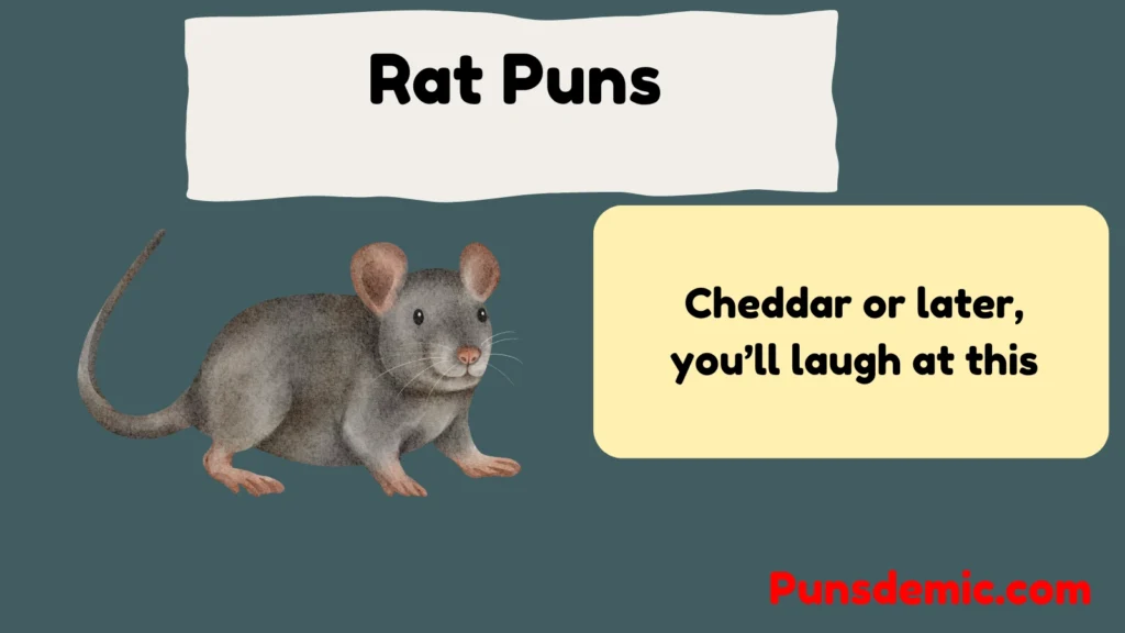 Rat Puns 