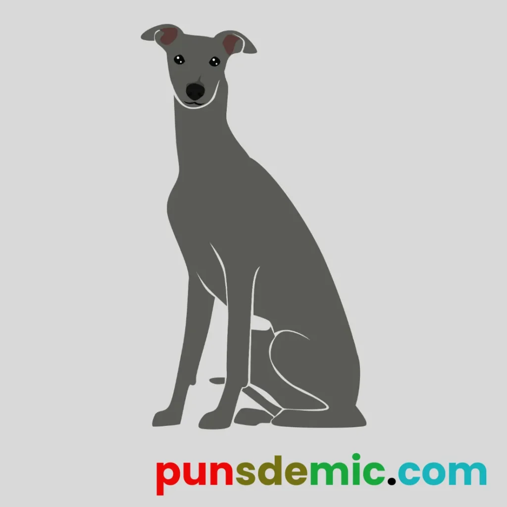 Speedy Greyhound Puns