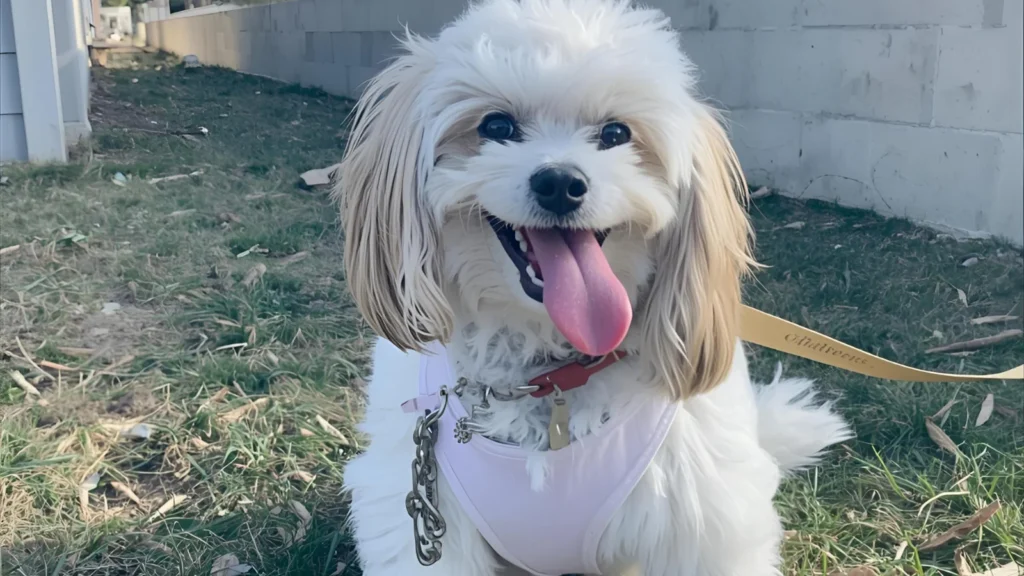 Cute Dog Puns for Every Occasion ๐ถ